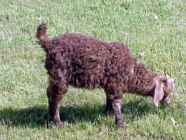 angora goat herd