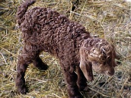 angora goat herd