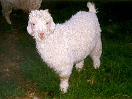 angora goat herd