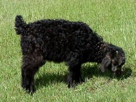 angora goat herd