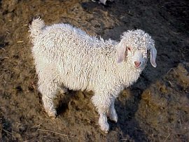 angora goat herd