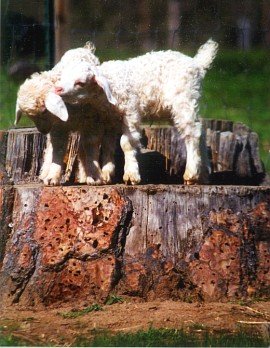 angora goat herd