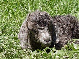 angora goat herd