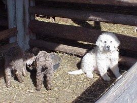 angora goat herd