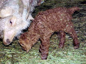 angora goat herd