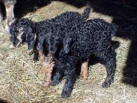 angora goat herd