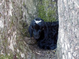 angora goat herd