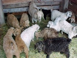 angora goat herd