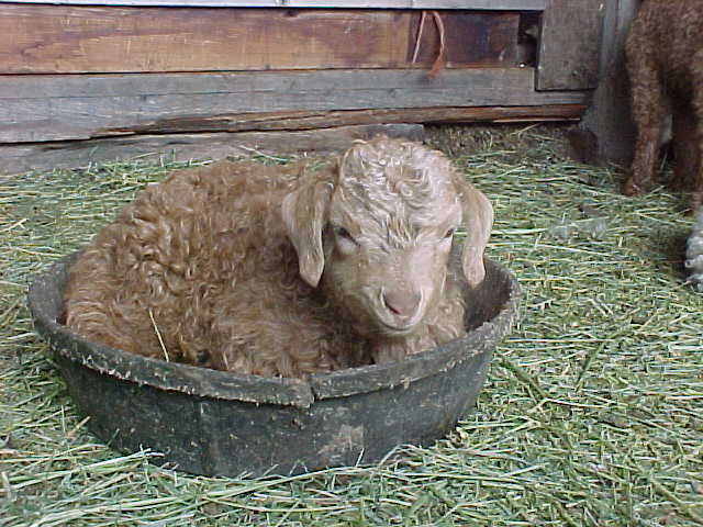 angora goat herd