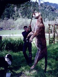large lion being weighed for the state records