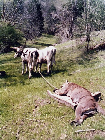 lion hauled by oxen on a stone boat