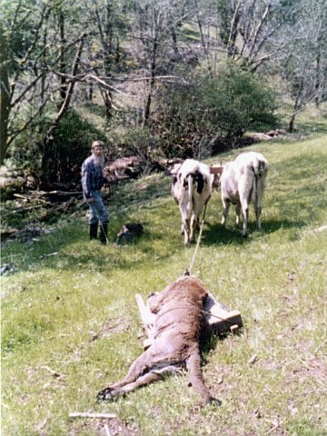 Stan oversees lion carcass removal