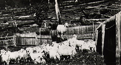 view of the Jacques herd 