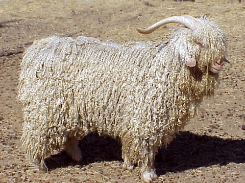 modern day american angora goat buck