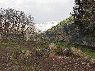 singing falls winter