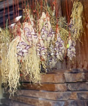 The garlic crop 2003