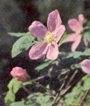 Wild rose of Oregon