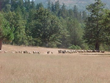 off to pasture