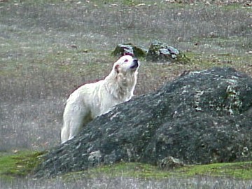 tatra the guardian