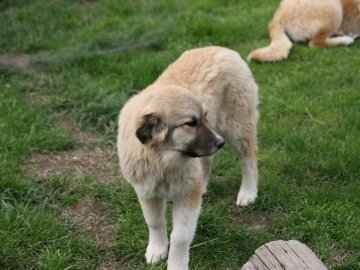 yearling pup