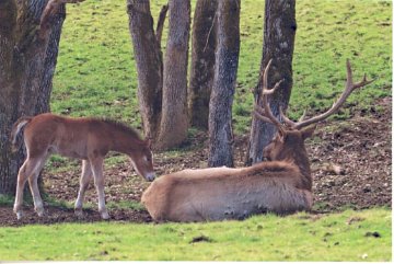 bull elk and colt