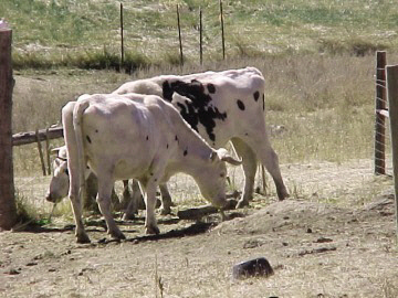 oxen milling about