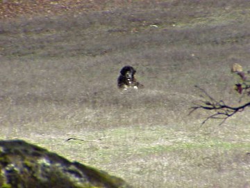 mogen LGD in the field