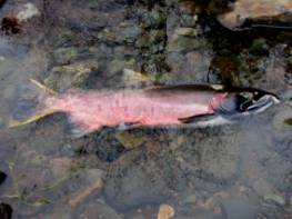 dead male coho