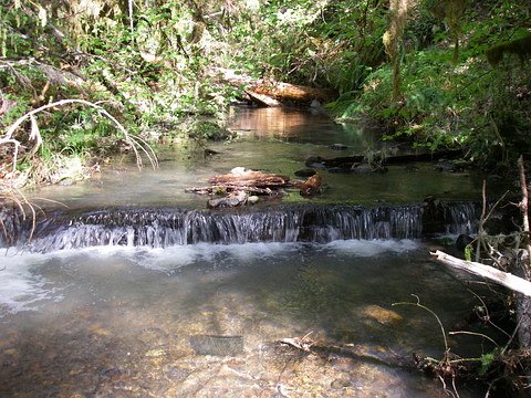 submerged log weir