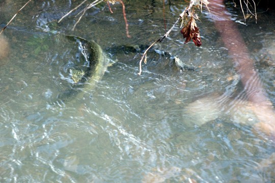 spawning steelhead