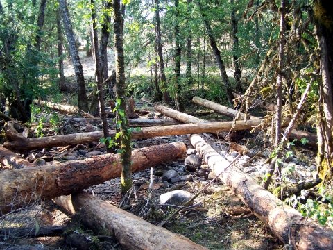 large wood placement