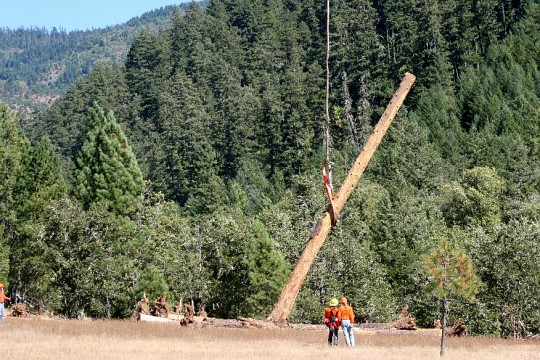 largest log of the project