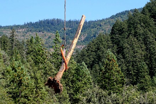 large woody debris