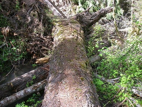 Old Growth with Rootwad