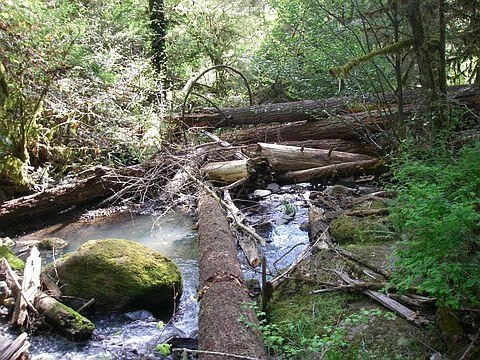 Enhancement Synthesized Log Jam