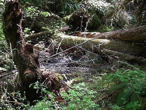 Rootwad and Log Jam