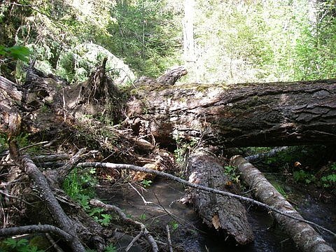 Old Growth with Rootwad