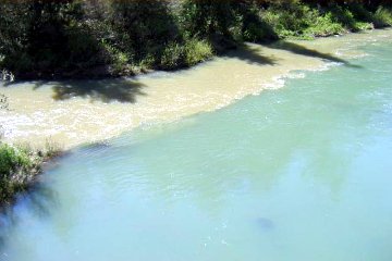 stages of the coho salmon