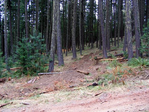 ecological impact images