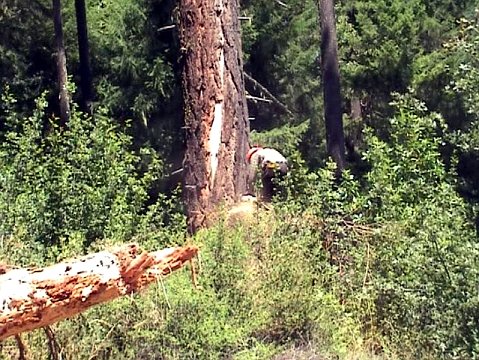 tree being cut