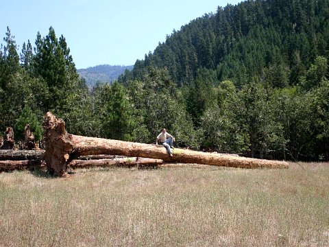 largest log