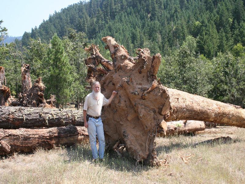 largest log