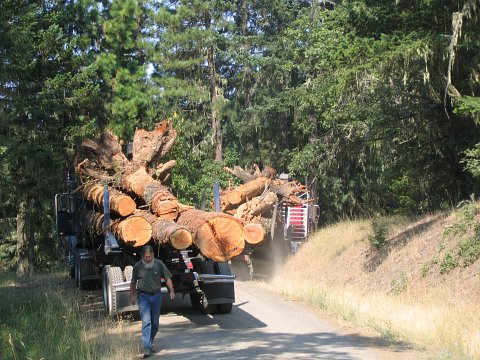 landowner in the woods
