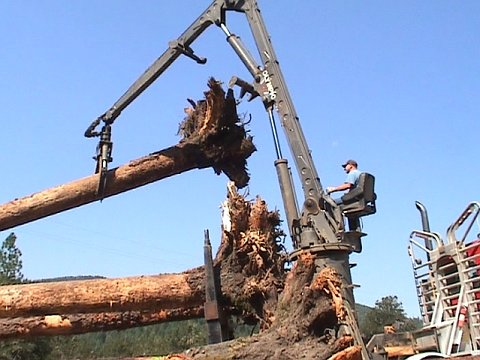 log sorting