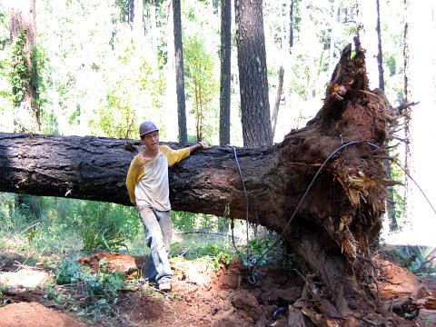 skidder image