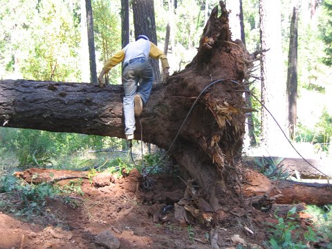 skidder image