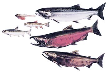 salmon stages