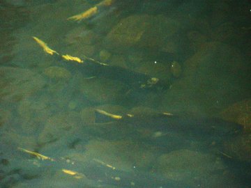 coho salmon in elk creek