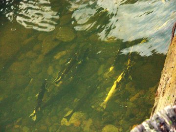 coho salmon in elk creek