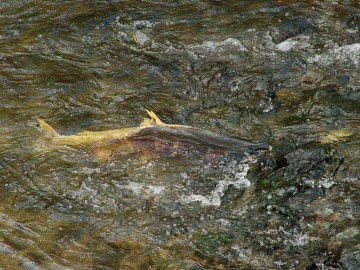 coho salmon in elk creek